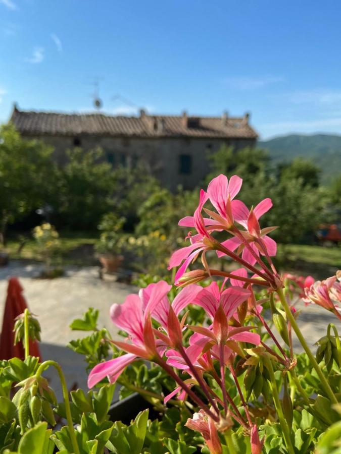 Agriturismo La Via Dell'Oliviera Ciciano Bagian luar foto